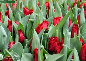 Tulipa Indiana ® (3)